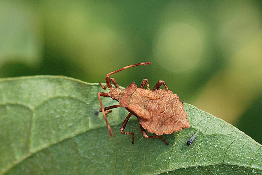 Coreidae: ninfa di Coreus marginatus
